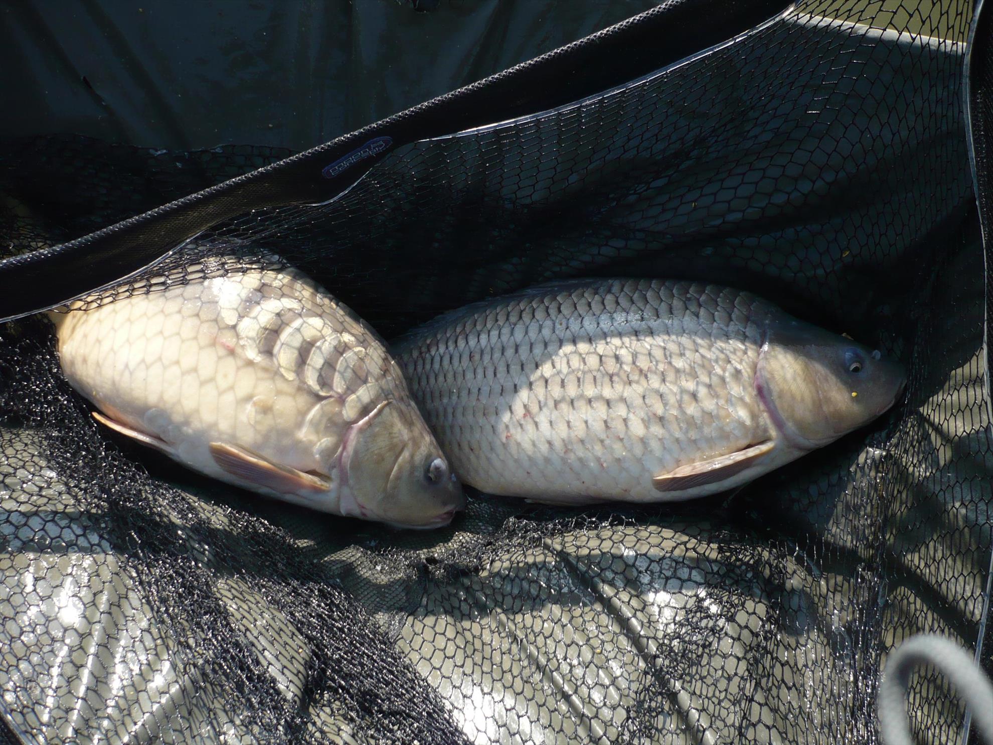 MV2 - 24.OCT.2013 - p1010835.JPG